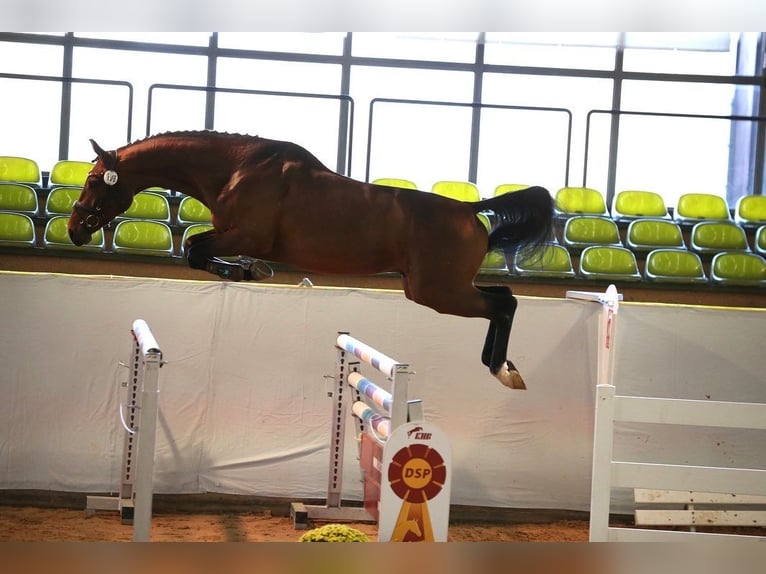 Oldenburg-International (OS) Gelding 7 years 16.3 hh Brown in Sendenhorst