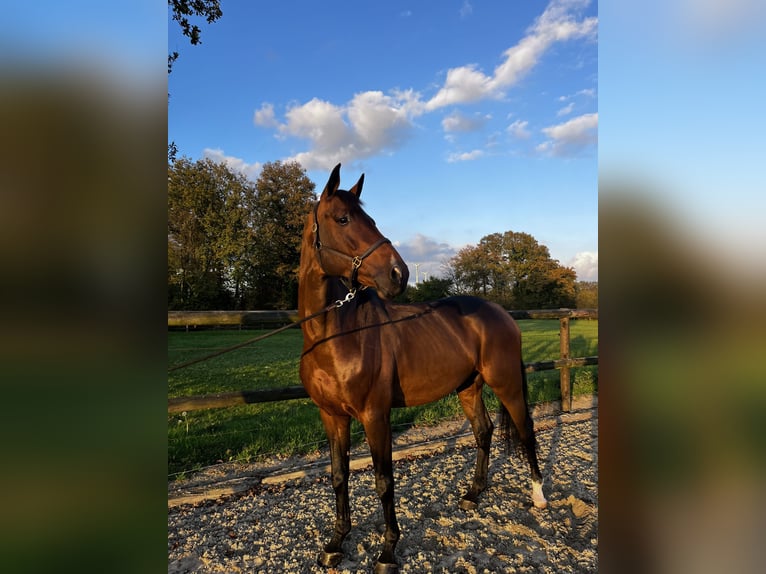Oldenburg-International (OS) Gelding 7 years 16.3 hh Brown in Sendenhorst