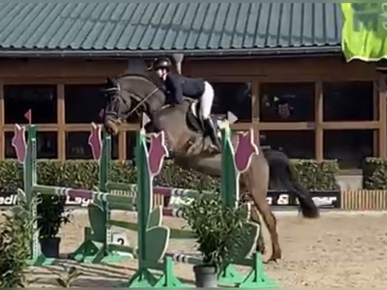 Oldenburg-International (OS) Gelding 7 years 16.3 hh Smoky-Black in Nümbrecht