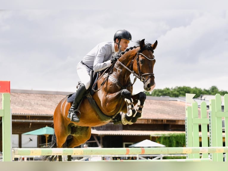 Oldenburg-International (OS) Gelding 7 years 16 hh Bay-Dark in Worms