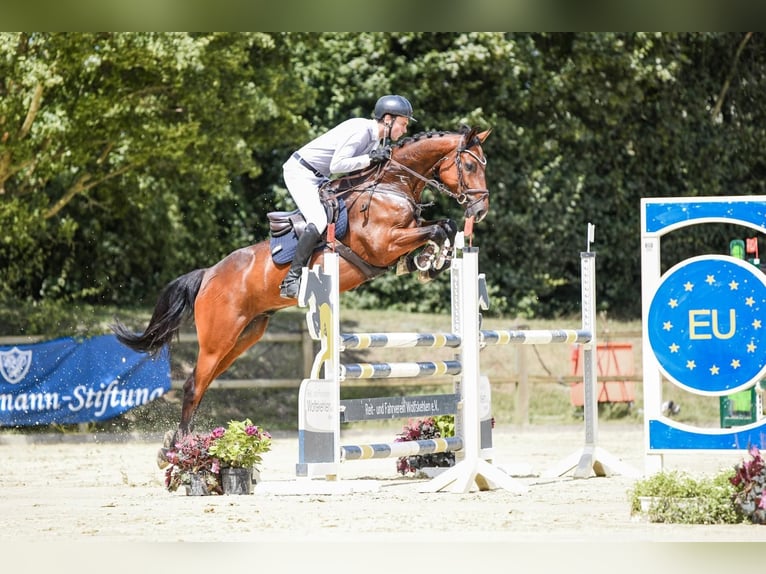 Oldenburg-International (OS) Gelding 7 years 16 hh Bay-Dark in Worms