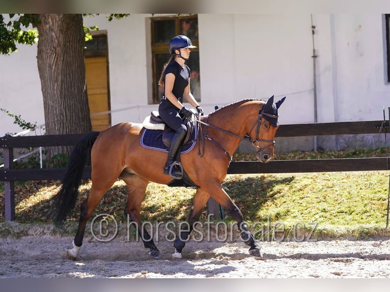 Oldenburg-International (OS) Gelding 7 years 16 hh Brown in Benesov