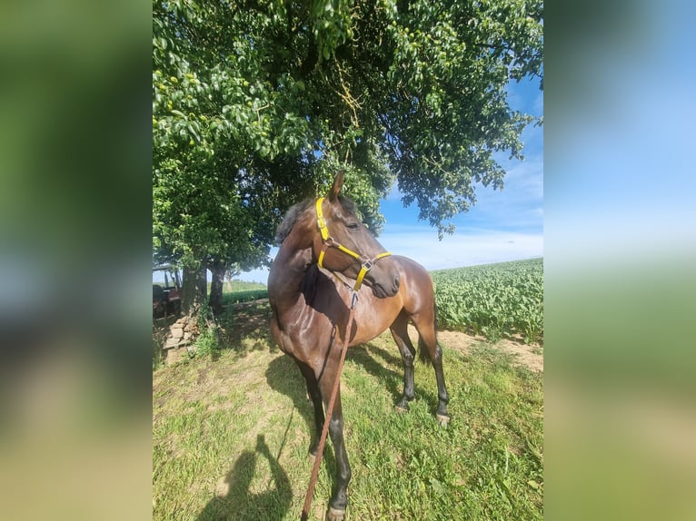 Oldenburg-International (OS) Gelding 7 years 16 hh Smoky-Black in Sinsheim Oldenburg-International (OS) Gelding 7 years 16 hh Smoky-Black in Sinsheim