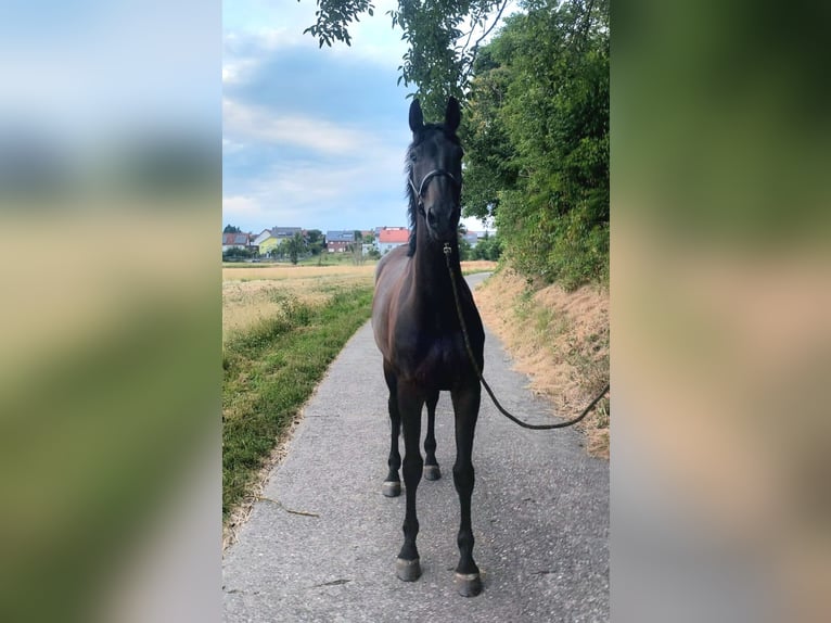 Oldenburg-International (OS) Gelding 7 years 16 hh Smoky-Black in Sinsheim Oldenburg-International (OS) Gelding 7 years 16 hh Smoky-Black in Sinsheim