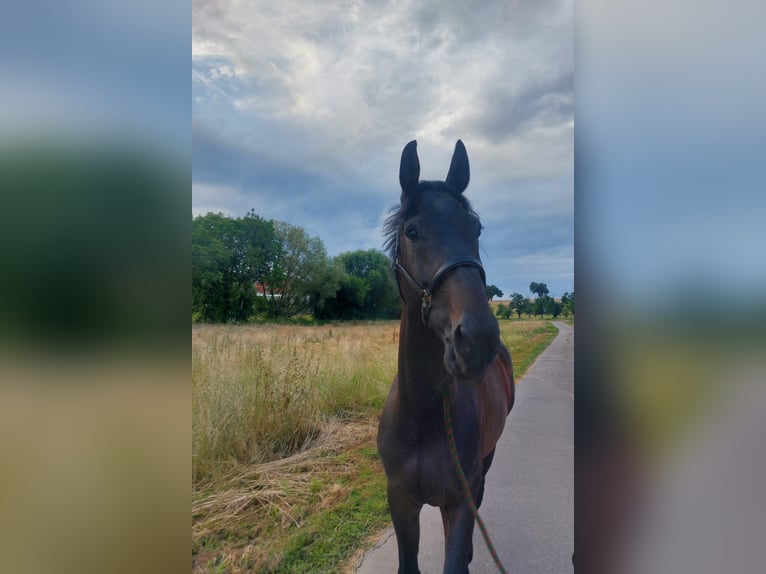 Oldenburg-International (OS) Gelding 7 years 16 hh Smoky-Black in Sinsheim Oldenburg-International (OS) Gelding 7 years 16 hh Smoky-Black in Sinsheim