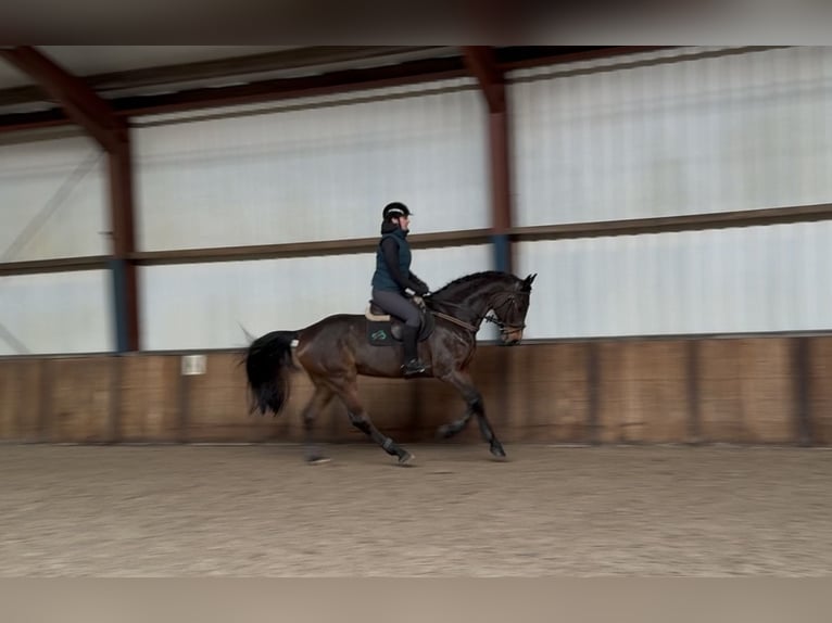 Oldenburg-International (OS) Gelding 7 years 16,1 hh Bay-Dark in Oud Gastel
