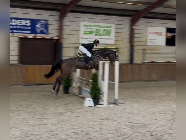 Oldenburg-International (OS) Gelding 7 years 16,1 hh Bay-Dark in Oud Gastel
