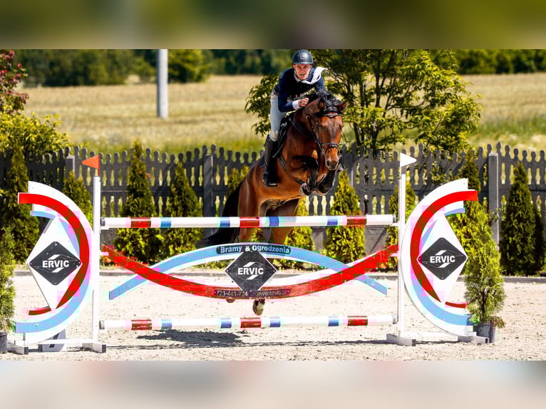 Oldenburg-International (OS) Gelding 7 years 16,1 hh Bay in W&#x105;wa&#x142;