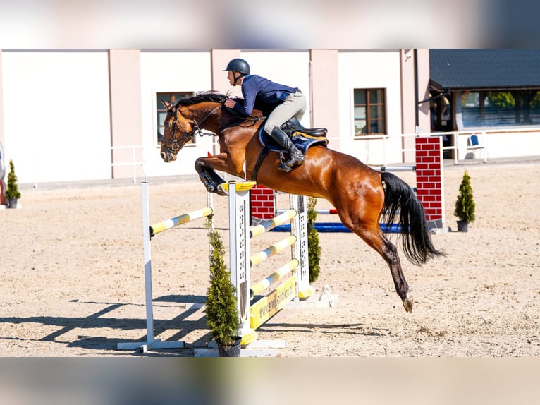 Oldenburg-International (OS) Gelding 7 years 16,1 hh Bay in W&#x105;wa&#x142;