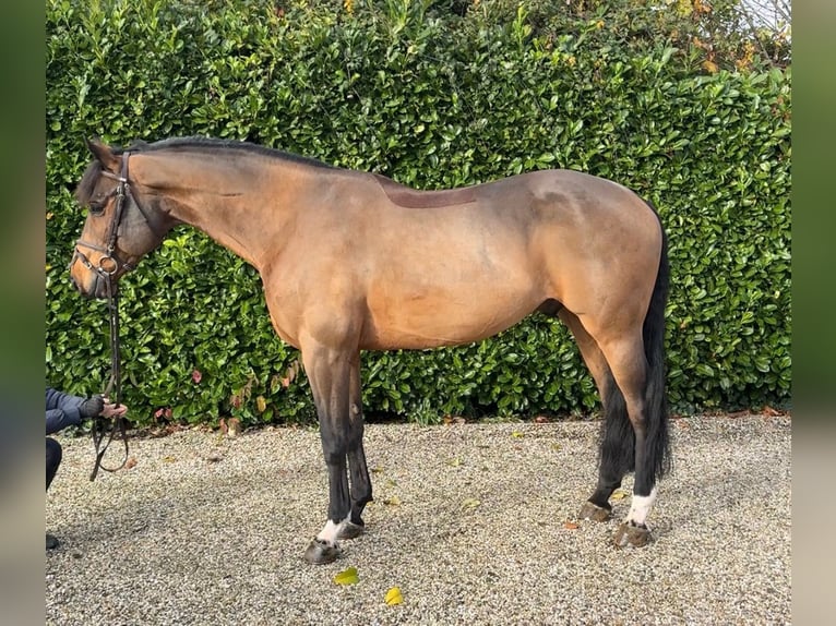 Oldenburg-International (OS) Gelding 7 years 16,1 hh Brown in Bocholtz