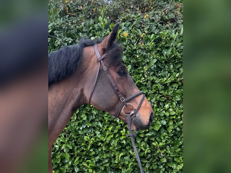 Oldenburg-International (OS) Gelding 7 years 16,1 hh Brown in Bocholtz