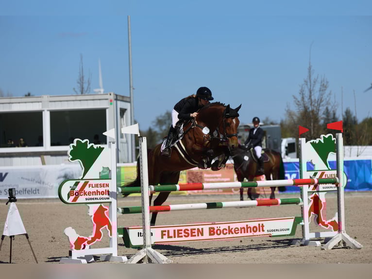 Oldenburg-International (OS) Gelding 7 years 16,1 hh Brown in Galmsb&#xFC;ll