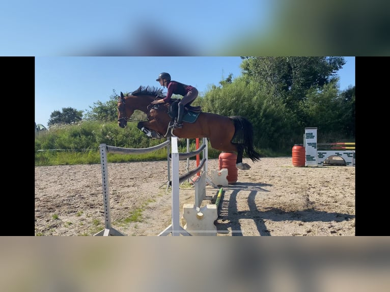Oldenburg-International (OS) Gelding 7 years 16,1 hh Brown in Galmsb&#xFC;ll