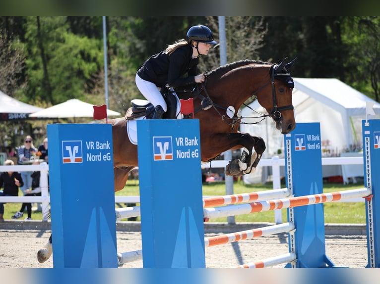 Oldenburg-International (OS) Gelding 7 years 16,1 hh Brown in Galmsb&#xFC;ll