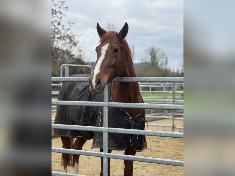 Oldenburg-International (OS) Gelding 7 years 16,1 hh Chestnut-Red in Bad Kreuznach