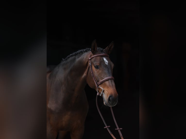 Oldenburg-International (OS) Gelding 7 years 16,1 hh in Lastrup