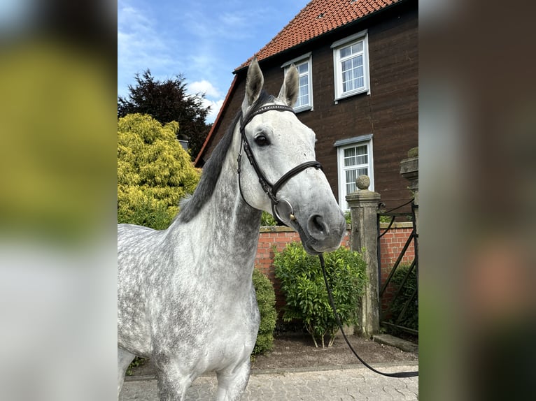 Oldenburg-International (OS) Gelding 7 years 16,2 hh Grey-Dapple in Wunstorf