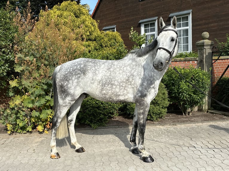 Oldenburg-International (OS) Gelding 7 years 16,2 hh Grey-Dapple in Wunstorf