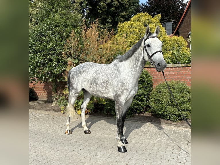 Oldenburg-International (OS) Gelding 7 years 16,2 hh Grey-Dapple in Wunstorf