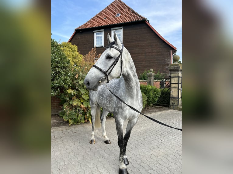 Oldenburg-International (OS) Gelding 7 years 16,2 hh Grey-Dapple in Wunstorf