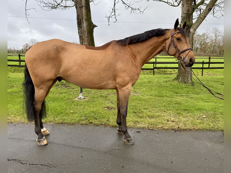 Oldenburg-International (OS) Gelding 7 years 16,3 hh Brown in Altenberge