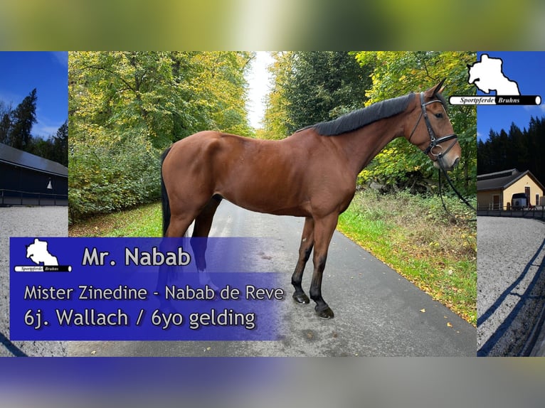 Oldenburg-International (OS) Gelding 7 years 16,3 hh Brown in Gadow