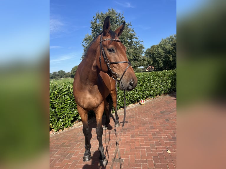 Oldenburg-International (OS) Gelding 7 years 17.2 hh Brown in Apen