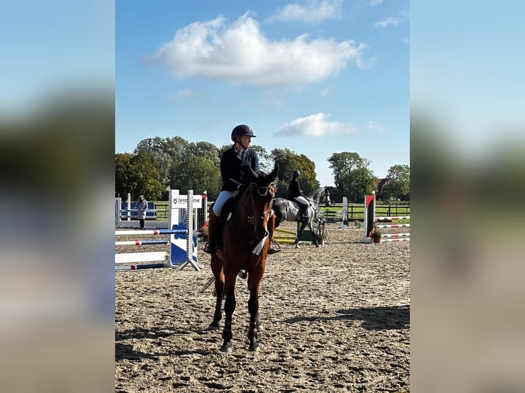 Oldenburg-International (OS) Gelding 7 years 17.2 hh Brown in Apen