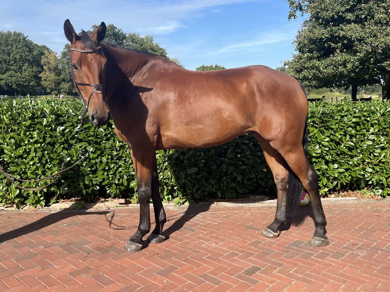 Oldenburg-International (OS) Gelding 7 years 17.2 hh Brown in Apen