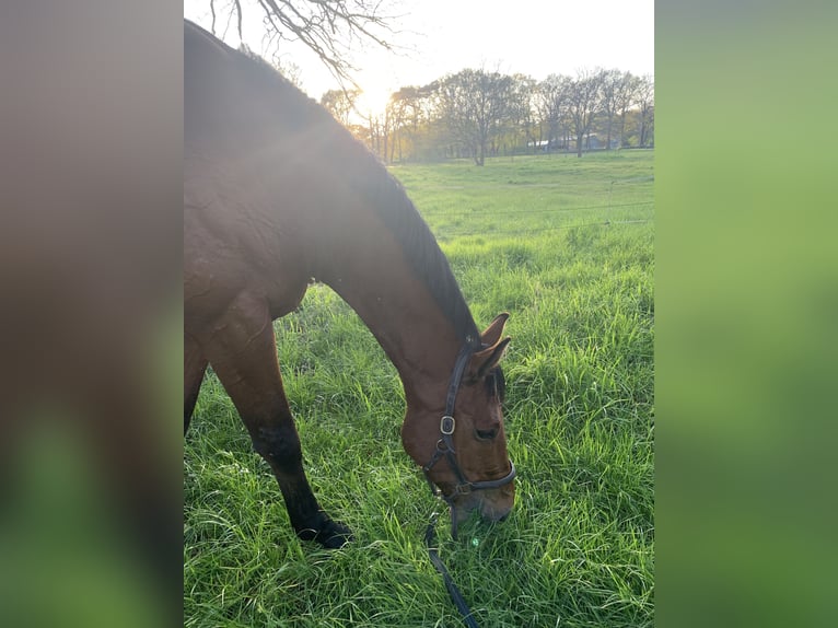 Oldenburg-International (OS) Gelding 7 years 17.2 hh Brown in Apen