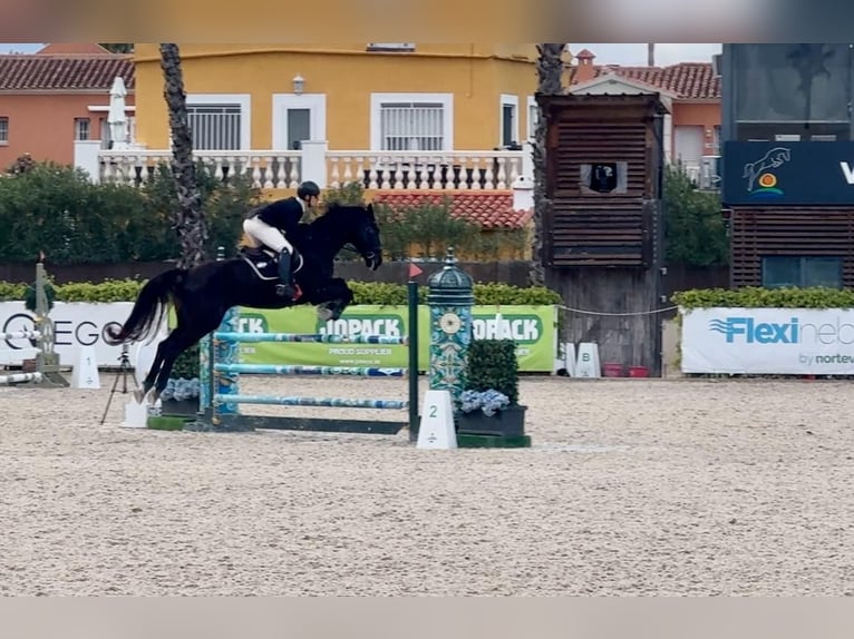 Oldenburg-International (OS) Gelding 7 years 17 hh Bay-Dark in Xabia/Javea