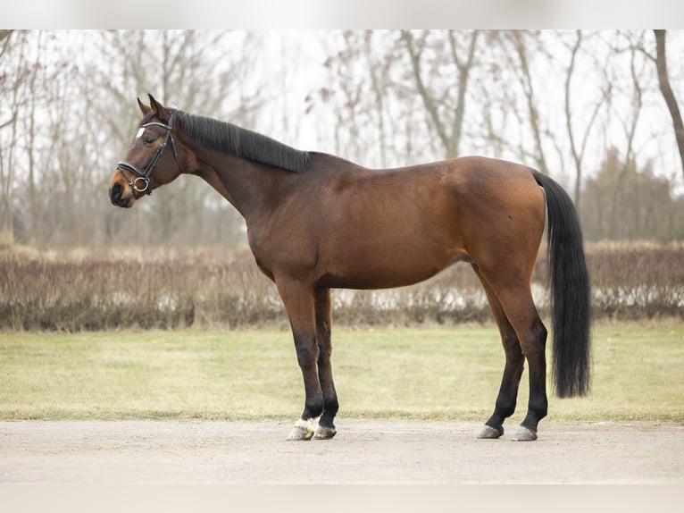 Oldenburg-International (OS) Gelding 7 years 17 hh Bay in Kościno