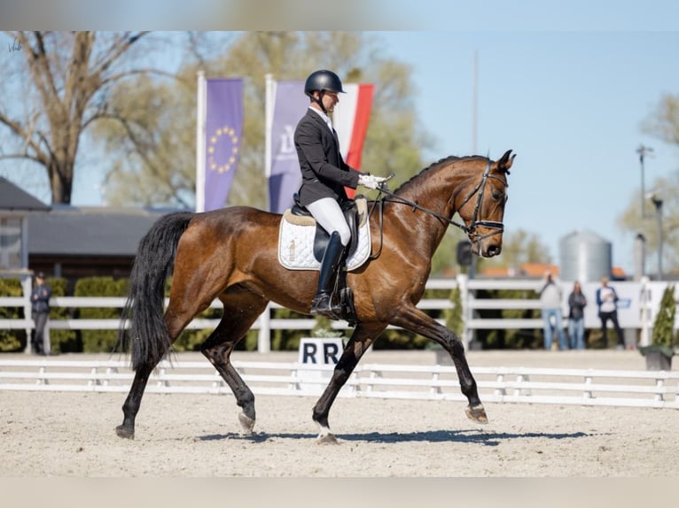 Oldenburg-International (OS) Gelding 7 years 17 hh Bay in Kościno