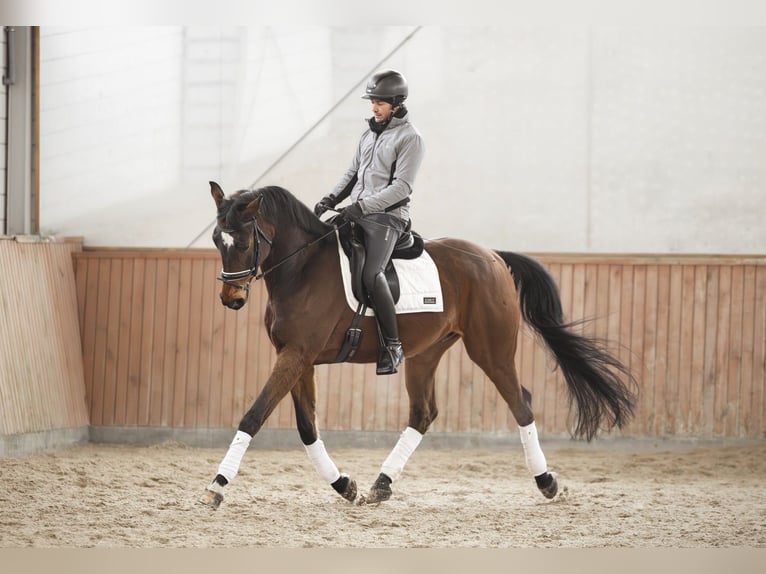 Oldenburg-International (OS) Gelding 7 years 17 hh Bay in Kościno