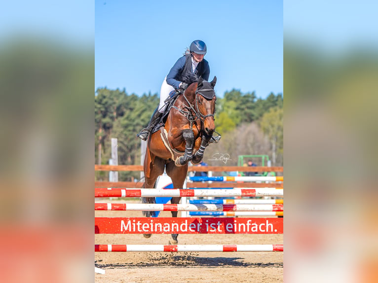 Oldenburg-International (OS) Gelding 7 years 17 hh Brown in Hohen Wangelin