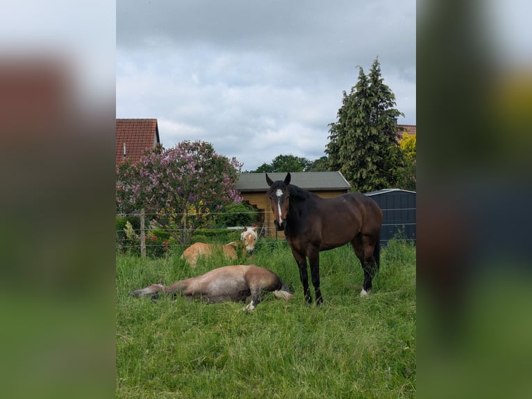 Oldenburg-International (OS) Gelding 7 years 17 hh Brown in Mühlen Eichsen