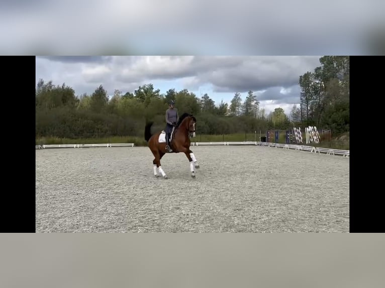Oldenburg-International (OS) Gelding 7 years 17 hh Chestnut-Red in Łomna-Las Oldenburg-International (OS) Gelding 7 years 17 hh Chestnut-Red in Łomna-Las