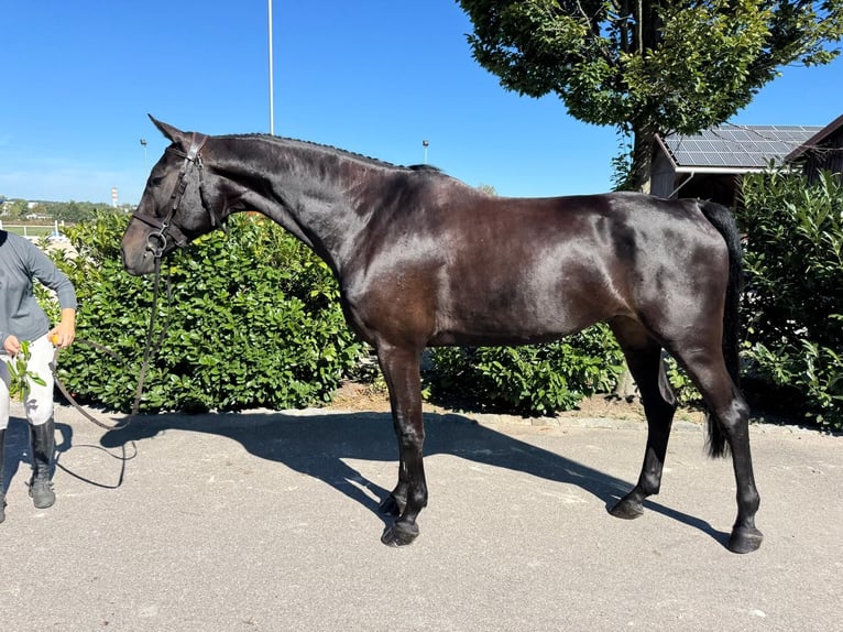Oldenburg-International (OS) Gelding 7 years 17,1 hh Black in Gerolsbach