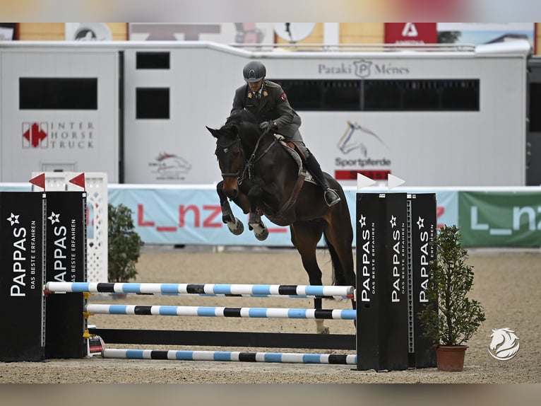 Oldenburg-International (OS) Gelding 7 years 17,2 hh Bay-Dark in Wien, Leopoldstadt Oldenburg-International (OS) Gelding 7 years 17,2 hh Bay-Dark in Wien, Leopoldstadt