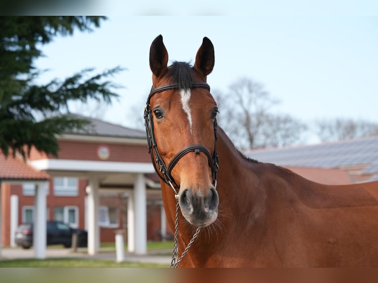 Oldenburg-International (OS) Gelding 7 years Brown in Z&#xFC;lpich