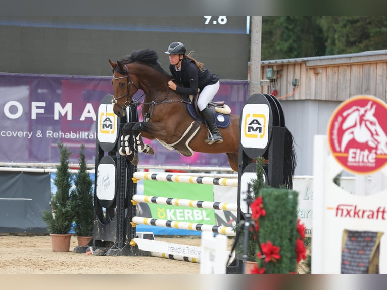 Oldenburg-International (OS) Gelding 8 years 16.3 hh Brown in Schlins