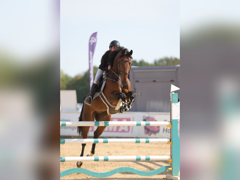 Oldenburg-International (OS) Gelding 8 years 16.3 hh Brown in Schlins