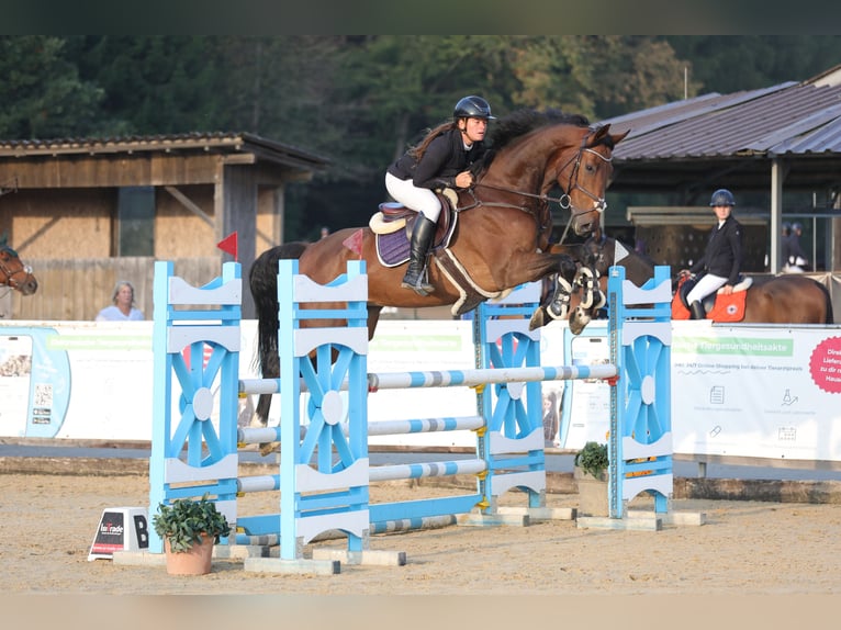 Oldenburg-International (OS) Gelding 8 years 16.3 hh Brown in Schlins