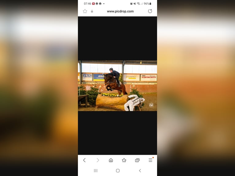 Oldenburg-International (OS) Gelding 8 years 16 hh Bay-Dark in Ganderkesee