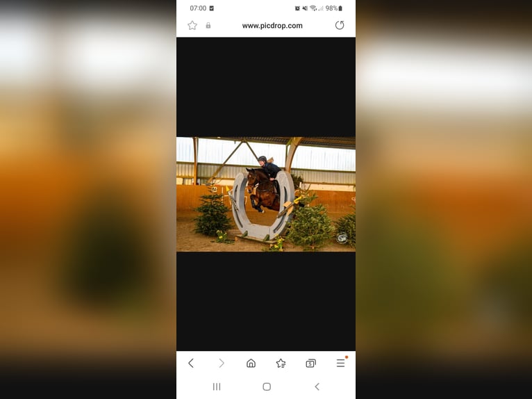 Oldenburg-International (OS) Gelding 8 years 16 hh Bay-Dark in Ganderkesee