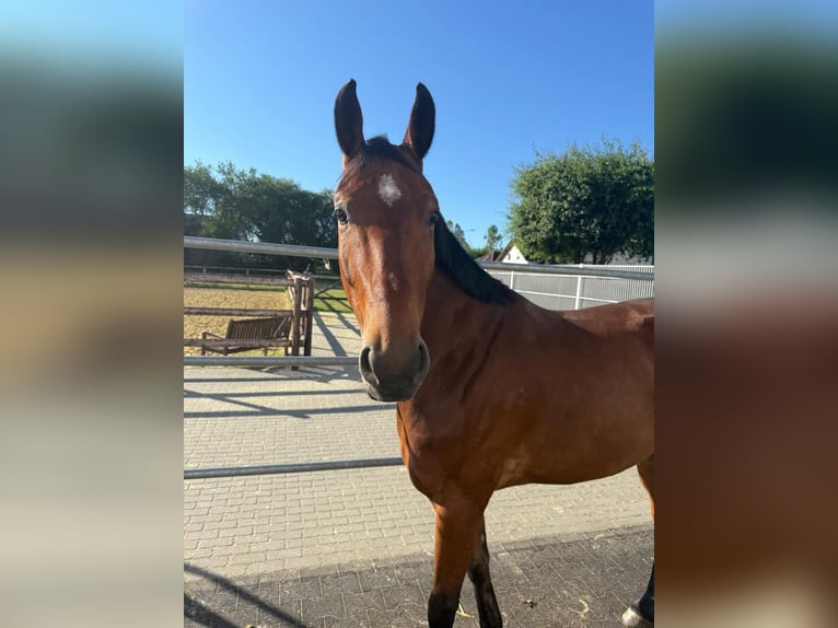 Oldenburg-International (OS) Gelding 8 years 16,1 hh Brown in Vettwei&#xDF;