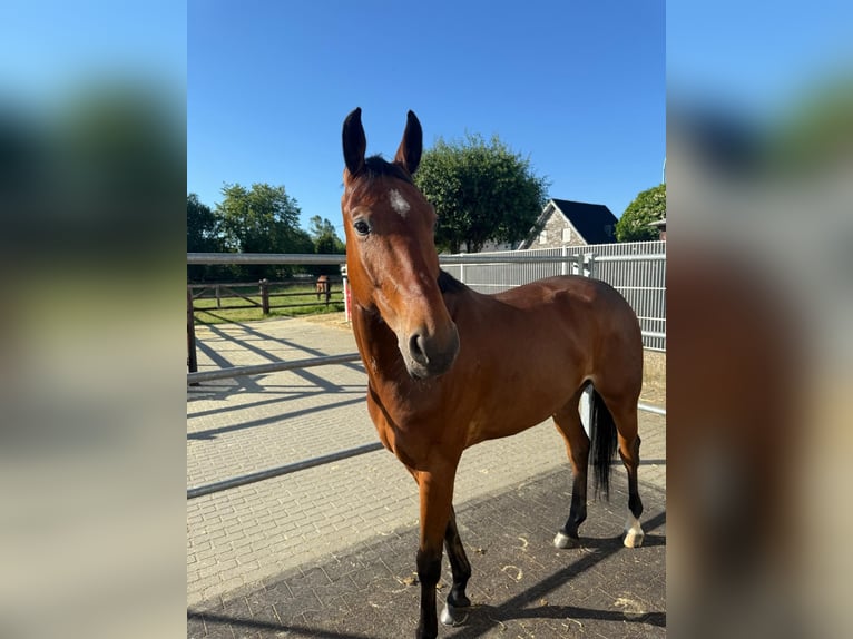 Oldenburg-International (OS) Gelding 8 years 16,1 hh Brown in Vettwei&#xDF;