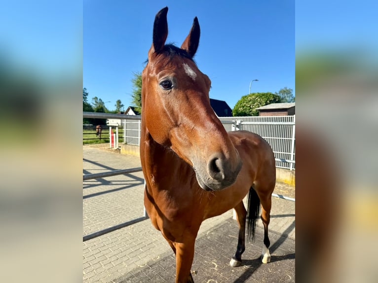 Oldenburg-International (OS) Gelding 8 years 16,1 hh Brown in Vettwei&#xDF;