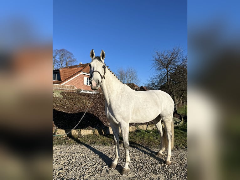 Oldenburg-International (OS) Gelding 8 years 16,1 hh Grey-Dapple in Wunstorf