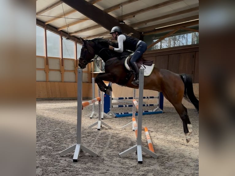 Oldenburg-International (OS) Gelding 8 years 16,2 hh Bay-Dark in Neu-Ulm